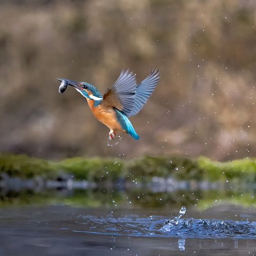 IJsvogel duikt op met een vis in zijn snavel