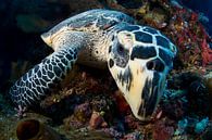 Schildpad von Casper Douma Miniaturansicht