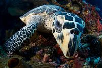 Schildpad
