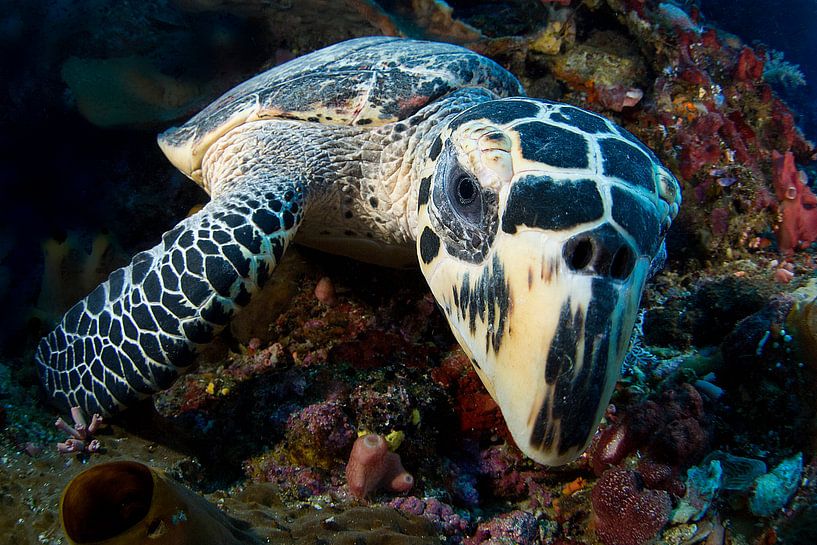 Schildpad von Casper Douma