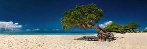 Schön gewachsener Baum am Strand auf der Insel Aruba in der Karibik.