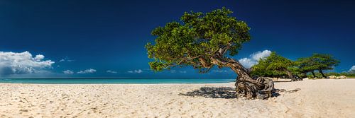 Prachtig gegroeide boom op het strand op het eiland Aruba in het Caribisch gebied.