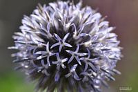 Kogeldistel