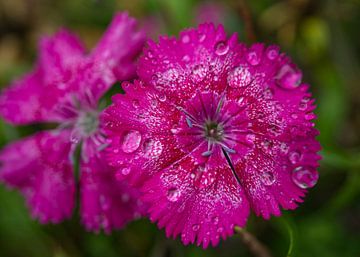Sweet William Flowers Magenta na een regenbui van Iris Holzer Richardson