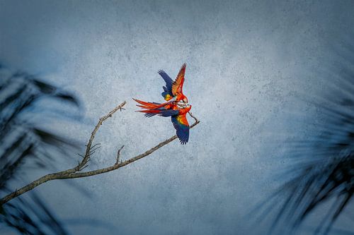 Papegaaien in Luchtige Dans Tropisch Contrast op Tak