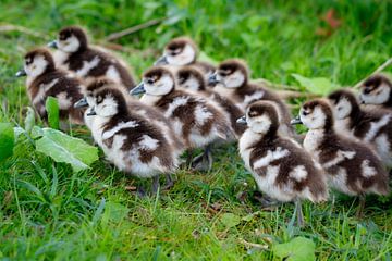 Klene oies brunes en mouvement (aussi appelées "shelduck") sur Jeffrey Steenbergen