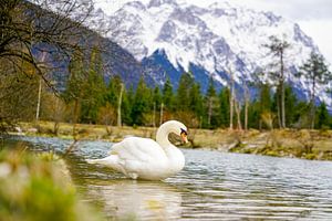 A swan along the Isar River with alpine mountains in the background.