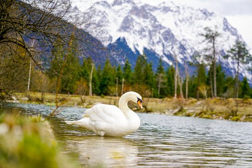 Een zwaan langs de rivier de Isar met de Alpen op de achtergrond.