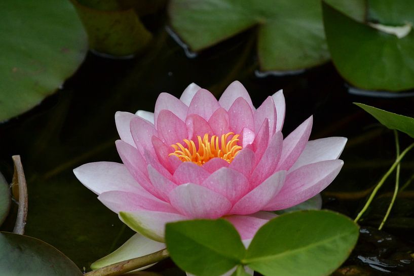 Lelie by Sidney Portier