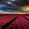 Magical light over the blooming fields! van Robert Kok