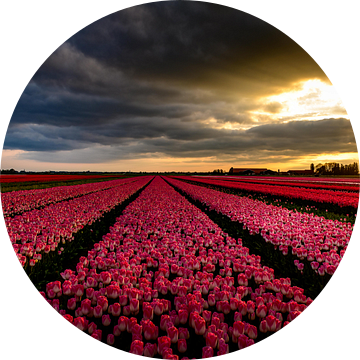 Magical light over the blooming fields! van Robert Kok