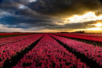 Une lumière magique sur les champs en fleurs ! sur Robert Kok