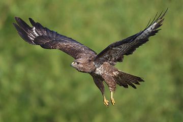 Buizerd (Buteo buteo) van Ronald Pol