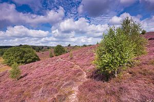 Heather sur la Posbank