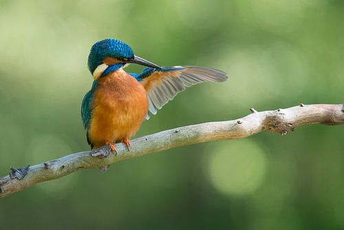 IJsvogel poetsend