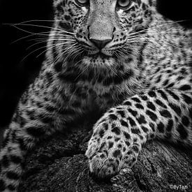 Porträt eines Leoparden von RT Photography