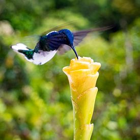 Kolibrie in Mindo, Ecuador van Pascal van den Berg