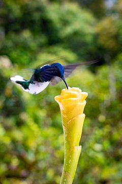 Colibri à Mindo, Équateur sur Pascal van den Berg