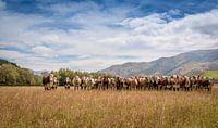 Herd of cows in New Zealand pasture