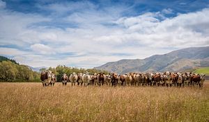 Troupeau de vaches dans un pâturage de Nouvelle-Zélande sur Troy Wegman