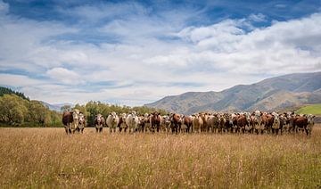 Kudde koeien in Nieuw Zeelandse weiland van Troy Wegman