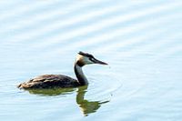 Grèbe huppé chassant dans le lac