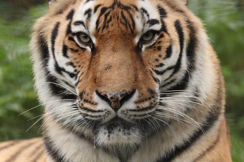 I see you! by Astrid Bregman