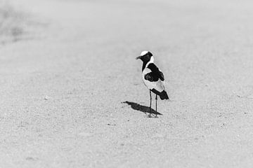 Vogel in zwart wit | Reisfotografie | Zuid-Afrika van Sanne Dost