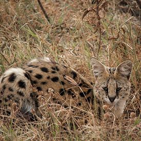 Serval van Niels pothof