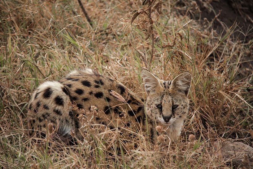 Serval van Niels pothof
