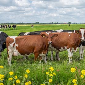 nieuwsgierige roodbonte koeien met gele bermbloemen van Yvonne van Driel