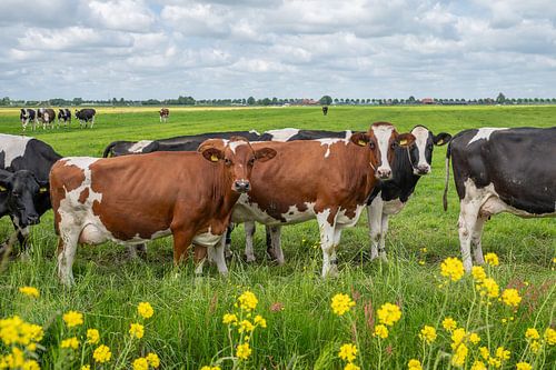 nieuwsgierige roodbonte koeien met gele bermbloemen