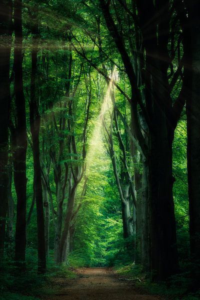 Ray of light by Arjen Uijttenboogaart