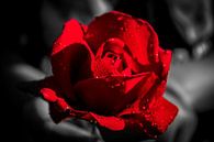 Blühende Rose von Oguz Özdemir Miniaturansicht