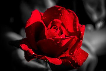 Bloeiende roos van Oguz Özdemir