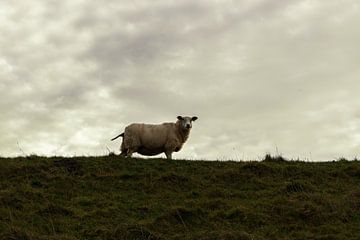 Sheep as dyke keeper by VenPhoto