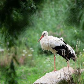 Storch im NaturOparC von Johan van Venrooy