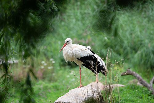 Cigogne au NaturOparC sur Johan van Venrooy