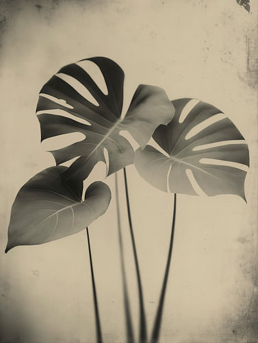 Monstera Plant Nr 26