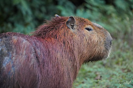 Capybara by the roadside by foto's van gijs