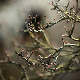 Baum mit Tasten von Zus en Zo Foto