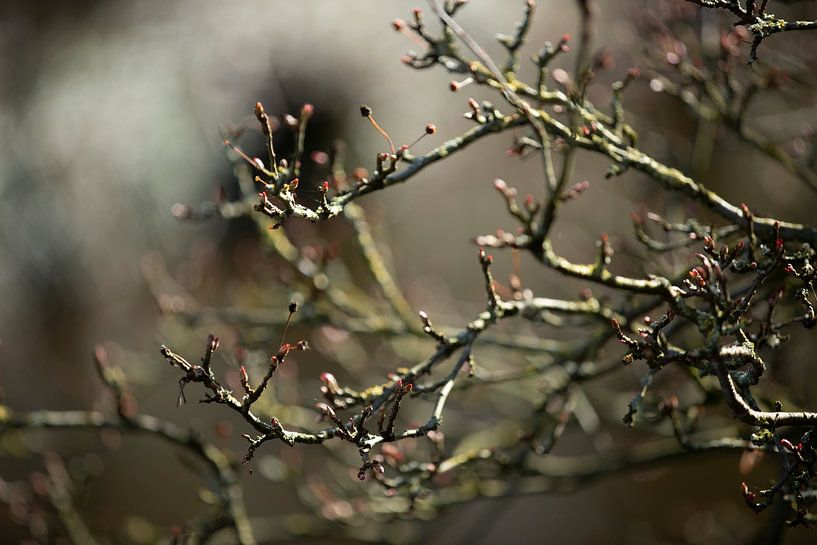 Baum mit Tasten von Zus en Zo Foto