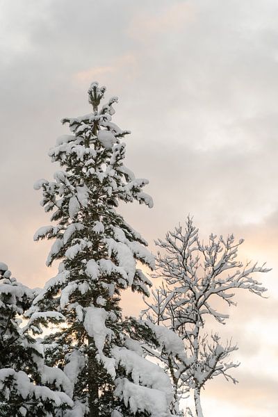 Snowy fir tree with golden hour by Xulé Bogers
