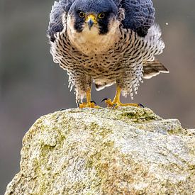 Peregrine falcon on a stone by Teresa Bauer