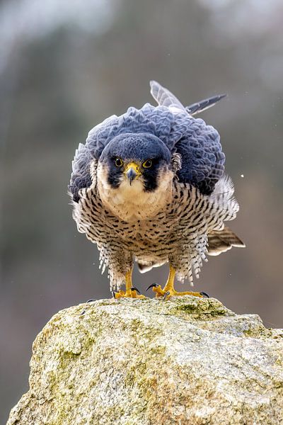 Peregrine falcon on a stone by Teresa Bauer