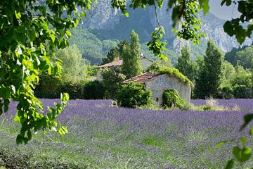 Champs de lavande en France, près de Saou sur M. B. fotografie