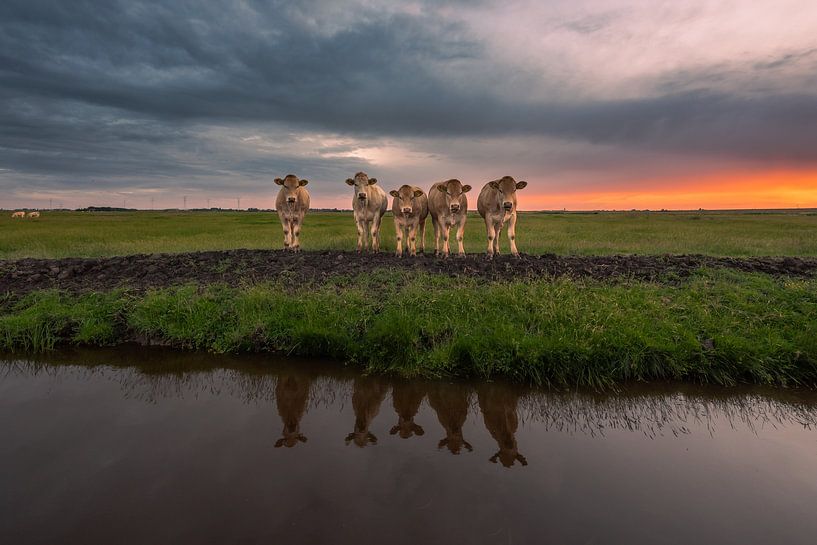 Koeien in spiegelbeeld van Jolanda de Leeuw