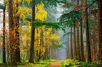 Colors of the Wood