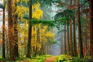 Farben des Waldes