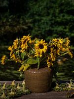 Late summer sunflowers in vase